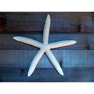 White Toy FingerStarfish figure 6 - 8" blue linckia beach living ocean theme